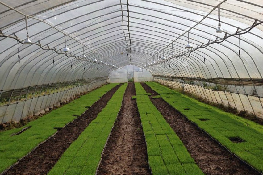 湖南省水稻專(zhuān)業(yè)化集中育秧重點(diǎn)示范區(qū)利用智慧農(nóng)業(yè)技術(shù)提高管理標(biāo)準(zhǔn)