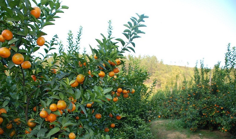 廣西特色作物研究院利用智慧農業(yè)技術,提升作物精確度