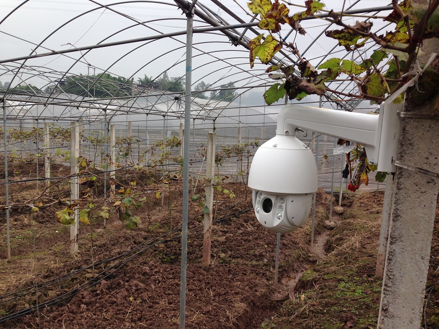 重慶知名農(nóng)業(yè)品牌利用智慧農(nóng)業(yè)技術(shù)打造高端“向氏葡萄”