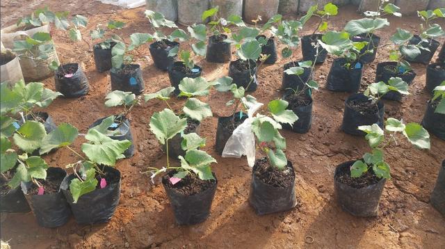 �ďU���ķ�֮�������ш@����Ҳ�ܞ���I(y��)���^����(y��ng)��(y��u)�|(zh��)��ꖹ�õ��