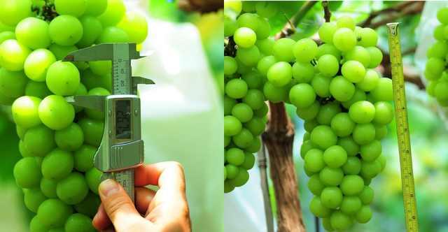 ���C(j��)���������Y���r(n��ng)���T�����ѹܼҞ��九(ji��)�s����(w��)�M(f��i)��15�f