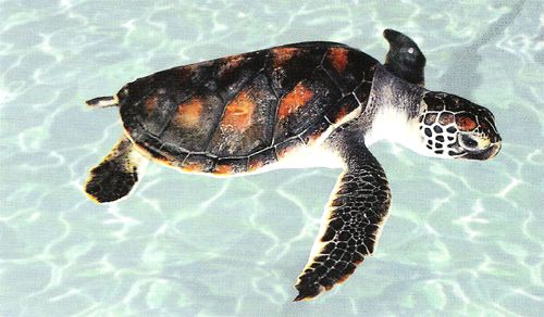 һ��һƷ���Sɳ�M�塱�o���ǻ��r(n��ng)�I(y��)��������(du��)���Mȫ����Դ