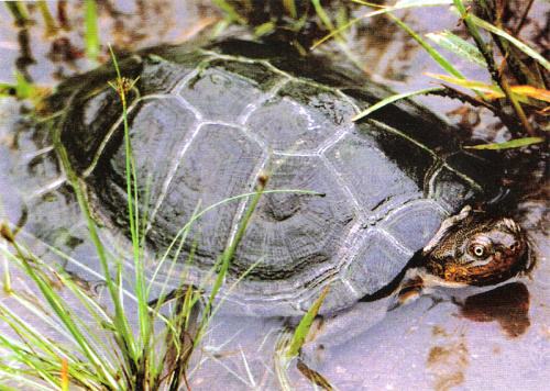 һ��һƷ���Sɳ�M�塱�o���ǻ��r(n��ng)�I(y��)��������(du��)���Mȫ����Դ