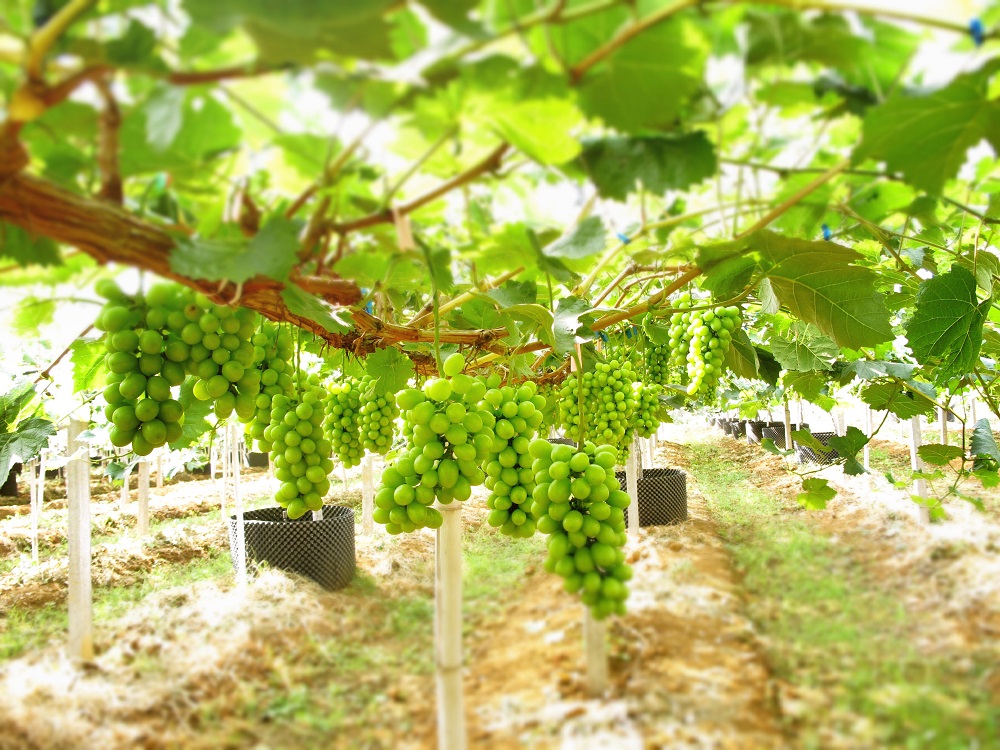 �읙�������a(ch��n)��(sh��)�(y��n)���؏ķN���N����Ʒ�|(zh��)ꖹ�õ���ϼ�����̳�