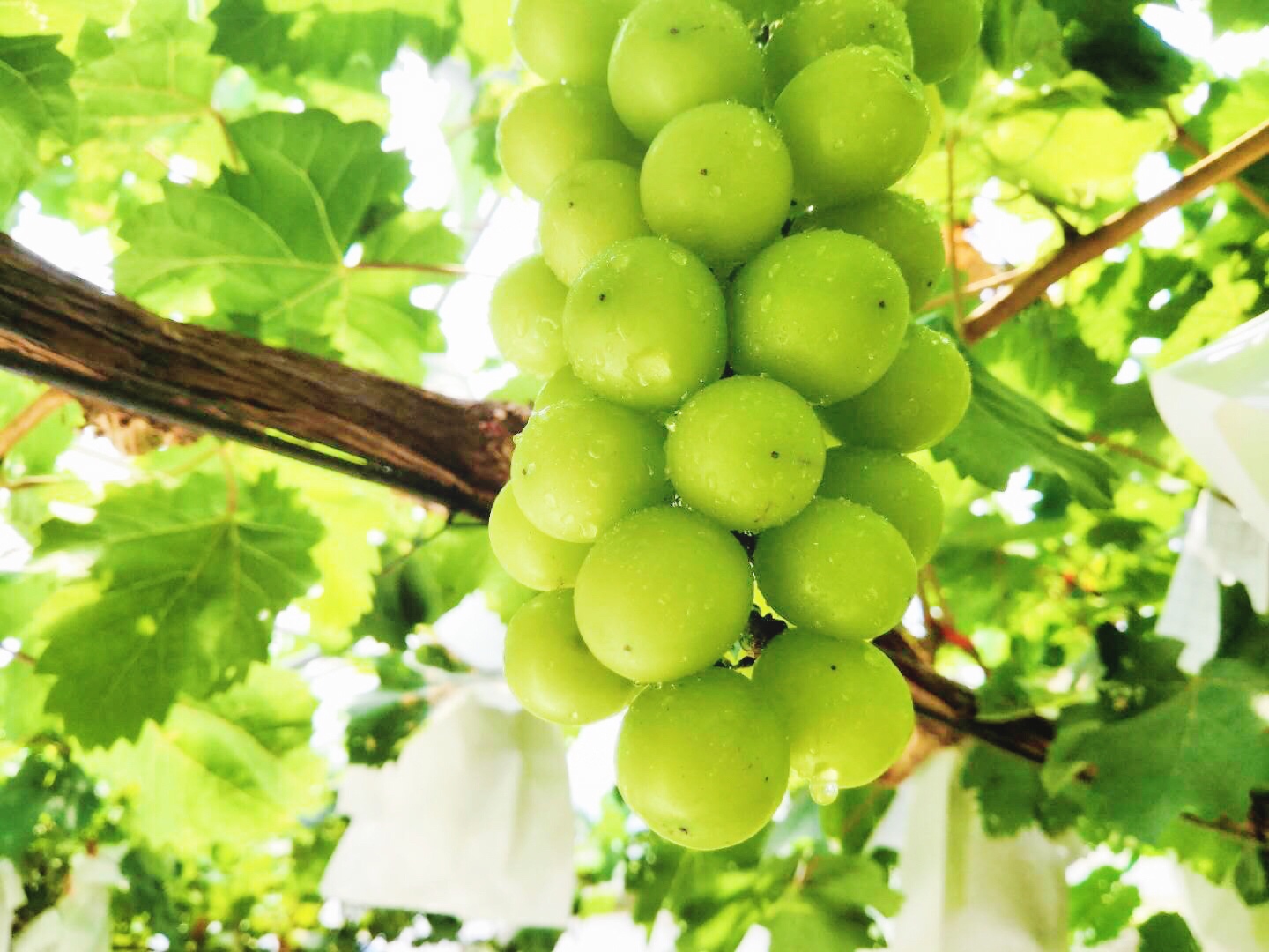 �읙�������a(ch��n)��(sh��)�(y��n)���؏ķN���N����Ʒ�|(zh��)ꖹ�õ���ϼ�����̳�