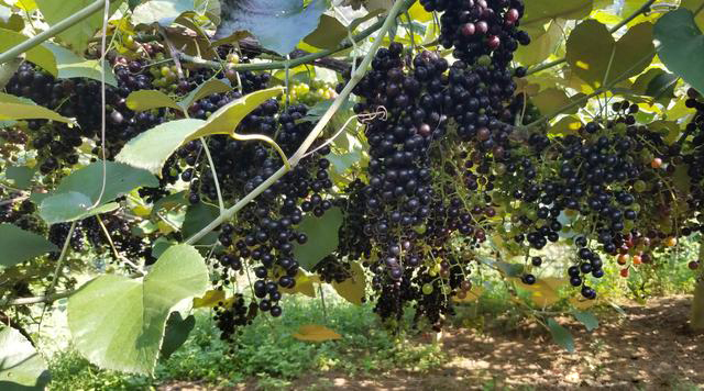 �V�����������r(n��ng)�a(ch��n)Ʒ��Դ���_�N��ͨ·��Ұ��ɽ�����߳���ɽ