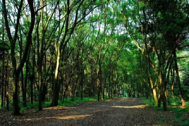 �V���������T(m��n)��ɭ�ֹ��@�����ǻ��r(n��ng)�I(y��)���g(sh��)������ɭ�ֻ��(z��i)��������