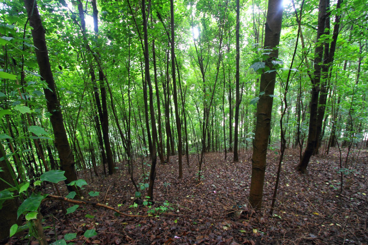 �V���������T(m��n)��ɭ�ֹ��@�����ǻ��r(n��ng)�I(y��)���g(sh��)������ɭ�ֻ��(z��i)��������