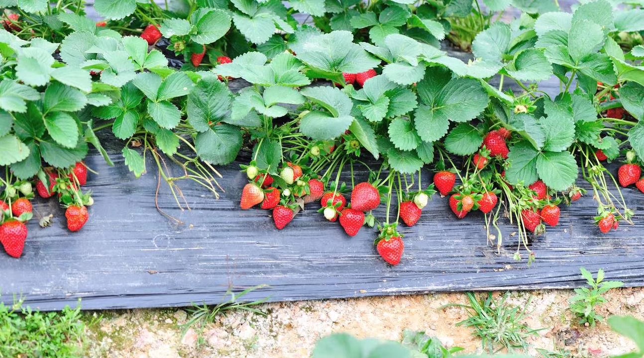 ����ʹ��ݮ���ֵ�c��(sh��)������ı����ǈ�(ji��n)�����ƵĘ�(bi��o)��(zh��n)������