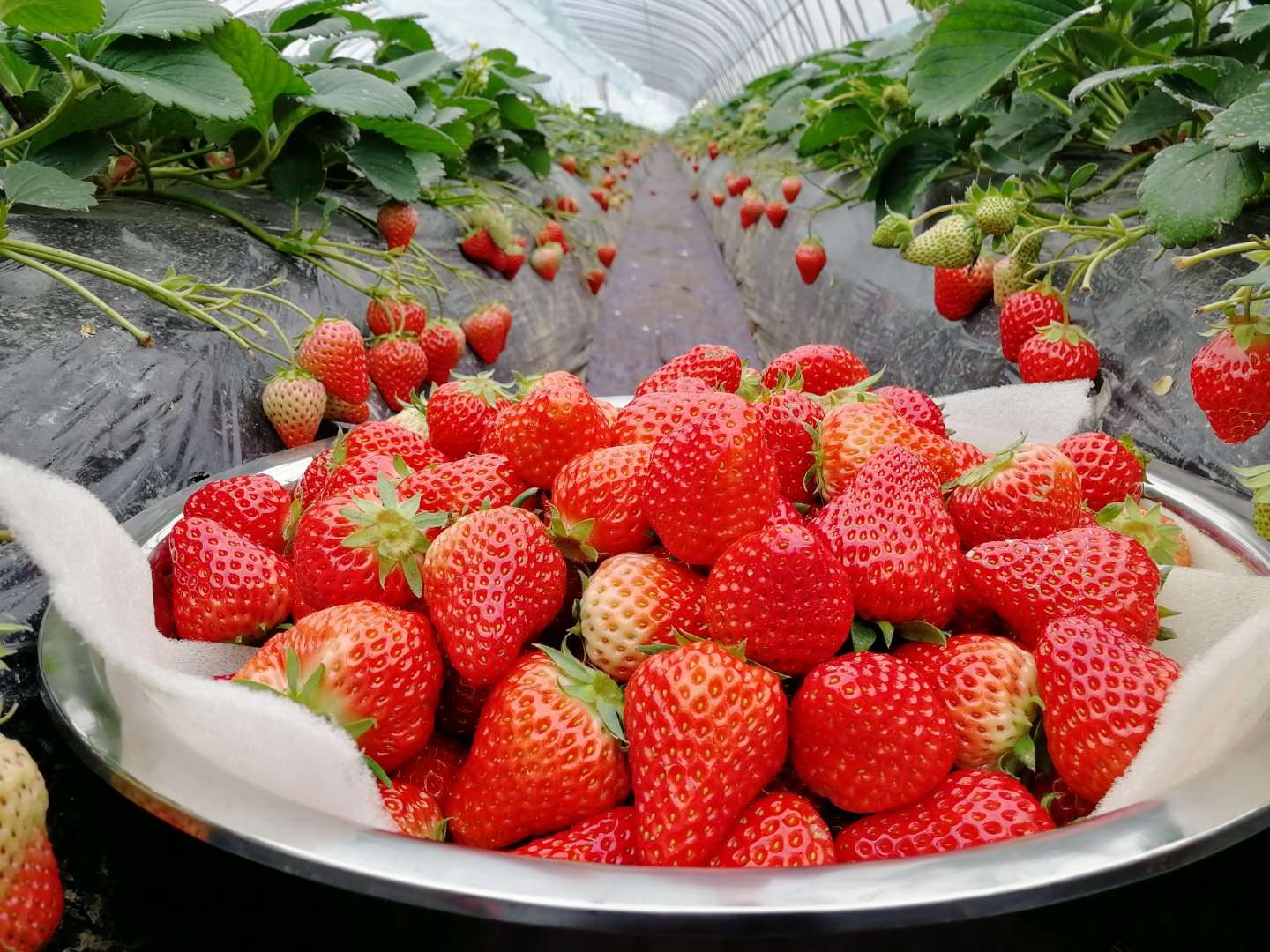 ����ʹ��ݮ���ֵ�c��(sh��)������ı������ǈ�(ji��n)�����ƵĘ�(bi��o)��(zh��n)������