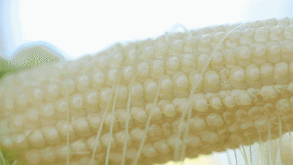 ��΢��ˮ�����ס����H��ζ�ٵĄ�(chu��ng)�£����ǘ˜ʷNֲ����������