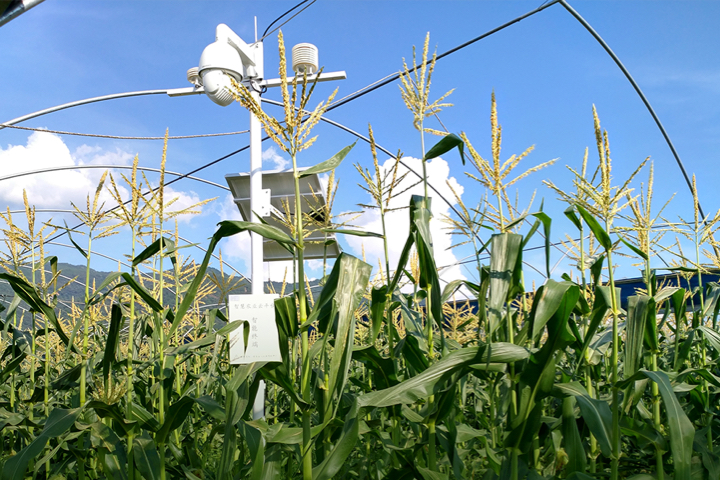 ��΢��ˮ�����ס����H��ζ�ٵĄ�(chu��ng)�������ǘ˜ʷNֲ����������