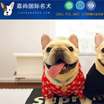 嘉尚寵物網(wǎng)站建設(shè)